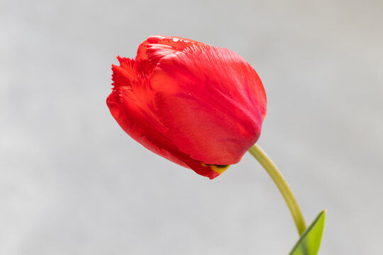 Red tulip. Close-up. Light grey background