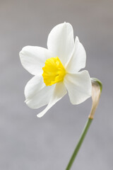 White narcissus with a yellow center. Narcissus head. Close-up. Light grey background