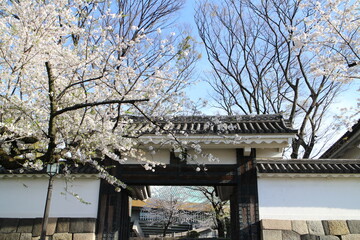 Cherry blossoms and Tayasu Gate of Edo Castle in Tokyo, Japan