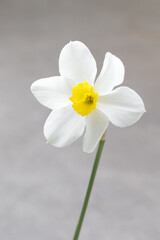 Fototapeta na wymiar White narcissus. Six petals. Close-up. Light grey background