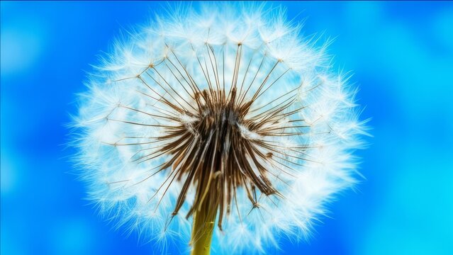 Dandelion on a blue background macro photography.