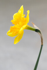 Yellow narcissus. Narcissus head. Side view. Close-up. Light grey background
