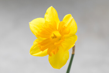 Yellow narcissus. Close-up. Light grey background
