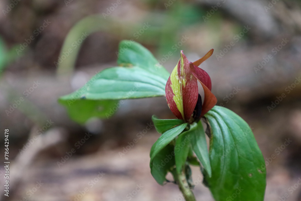 Canvas Prints red flowers in bloom on a green leaf covered branch of a plant