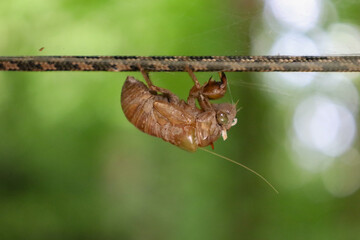the larva of the cicada is hanging from the rope