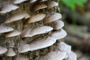 mushrooms on tree bark in the woods under green leaves photo - obrazy, fototapety, plakaty