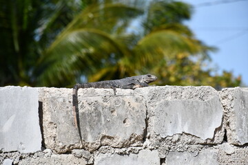 Lazy day lizard on wall, Yucatan, Mexico