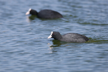 The Eurasian coot (Fulica atra) filmed swimming in blue water during breeding season. Close-up detailed photo