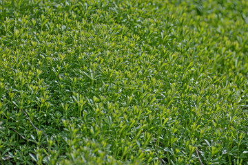 Close-up of dense thickets of lush green grass for screensavers or backgrounds