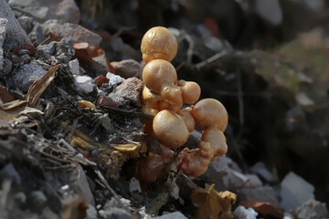 Close-up photo of large drops of hardened construction foam very similar to champignon caps - 786432039