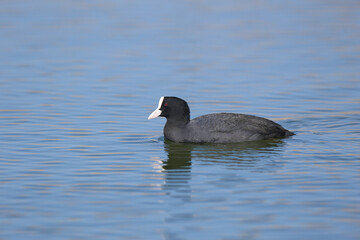 The Eurasian coot (Fulica atra) filmed swimming in blue water during breeding season. Close-up detailed photo - 786432049
