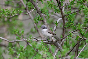 Various angles close-up photo of lesser whitethroat (Curruca curruca) in breeding plumage sitting on the branches of flowering trees and bushes - 786432215