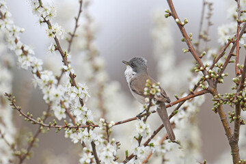 Various angles close-up photo of lesser whitethroat (Curruca curruca) in breeding plumage sitting on the branches of flowering trees and bushes - 786432218