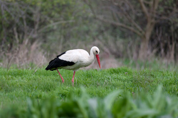 A male white stork (Ciconia ciconia) shot close-up walks on green grass with a bunch of dry grass in his beak for a nest - 786432296