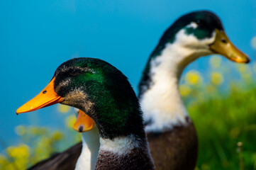 Ducks