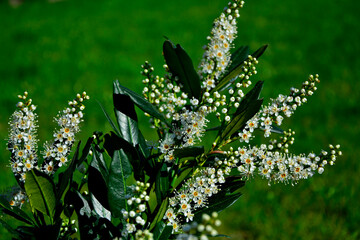 kwitnąca laurowisnia odmiana 'Otto Luyken', Prunus laurocerasus, karłowa odmiana laurowiśni, Prunus laurocerasus Otto Luyken, cherry laurel, common laurel, cherry laurel on a blurred green backgroun	