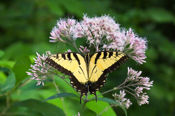 a butterfly is sitting on some flowers and leaves in the afternoon