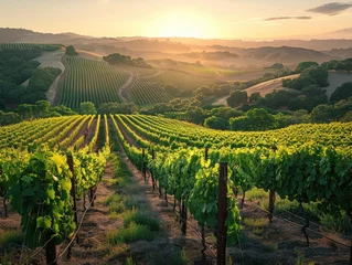 Fotobehang A picturesque vineyard bathed in the soft glow of early morning light, with rows of grapevines stretching toward the horizon rustic elegance Subtle dawn lighting enhances the natural beauty © Cool Patterns
