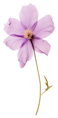 PNG Pressed purple flower blossom petal plant inflorescence.