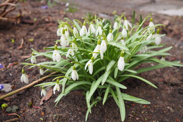 Galanthus, or snowdrop, is a small genus of bulbous perennial herbaceous plants in the family...