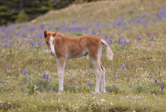 Cute Wild Horse Foal in the Pryor Mountains Montana in Summer