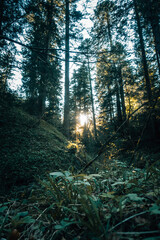 Obraz premium Rays of golden sunlight shining through the forest as seen from the forest floor