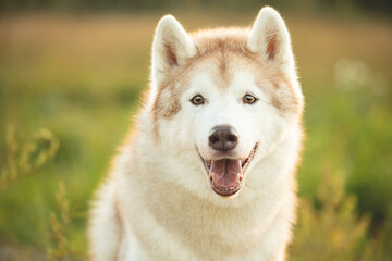 Portrait of beige and white siberian husky dog with brown eyes in the field at sunset in bright fall - 786437874