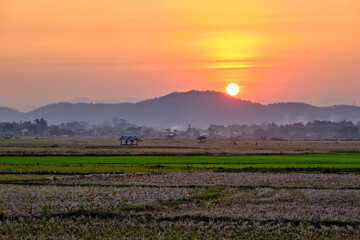 colorful vivid sunset sky from the viewpoint of the roadside of a cropped rice field with orange...