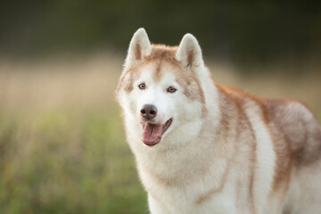 Portrait of beige and white siberian husky dog with brown eyes in the field at sunset in bright fall - 786438683