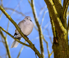 Dove siting on the branch of a tree