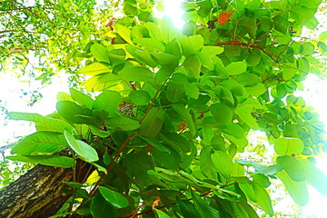 Green leaves 