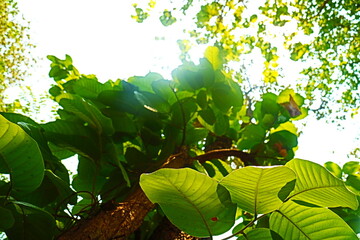 Green leaves on the tree 