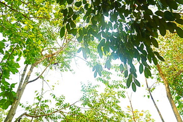 Green leaves on the tree 