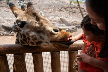 A woman and a child are feeding a giraffe at a zoo. The giraffe is eating from the woman's hand