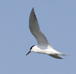 seagull in flight