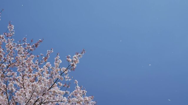 晴天に舞う桜の花びら