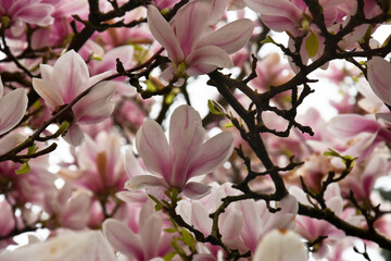 magnolia, magnolia. Beautiful trees with magnolia flowers. Flower bundles. Wallpapers. Sunny day. Blooming magnolia, pink magnolia flowers, tree blossoms, sunny spring day in the garden, good spring 