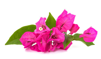 Bougainvillea flowers - 786444026