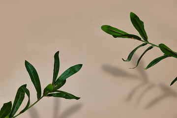 Ruscus plants and Blurred shadow from  leaves on the beige wall. Minimal abstract background for product presentation. Spring and summer