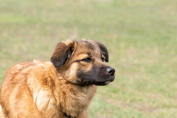 Funny head shot of cute red dog.The dog sniffs something with interest.Funny animals.