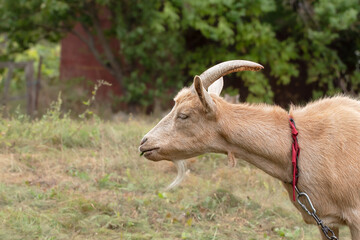 A cute goat chews green grass.Farm livestock farming for the industrial production of goat milk dairy products.