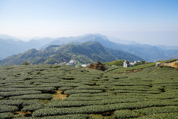 Tea field in Shizhuo Trails at Alishan of Taiwan