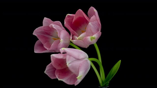 Beautiful bouquet of pink tulips on black background, close-up. Holiday bouquet. Wedding backdrop, Valentines Day, Mother's day, Women's day, Easter concept.