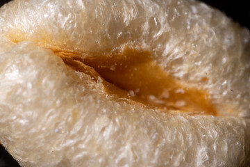 Obraz premium white grain of wheat or oats inflated to look like a vagina
