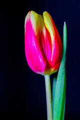 Pink and yellow closed petals tulip on black background