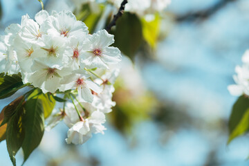 4月の農業公園に咲く美しい桜の花