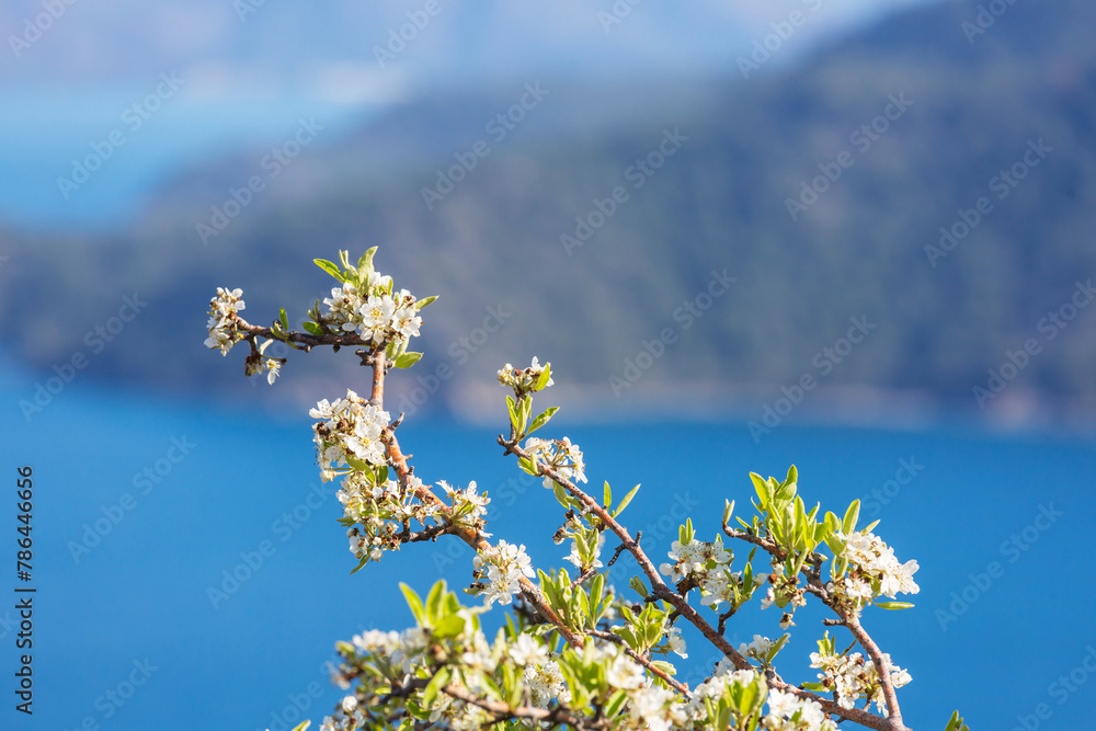 Wall mural Blossom tree