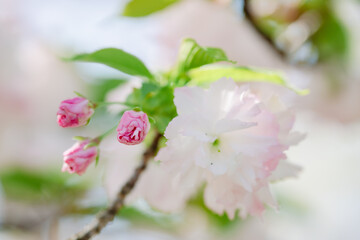 Obraz na płótnie Canvas 4月の農業公園に咲く美しい桜の花