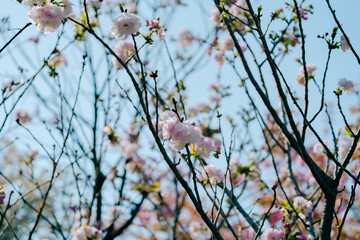 4月の農業公園に咲く美しい桜の花