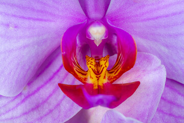 Macrophotography of flower comp of lilac orchids